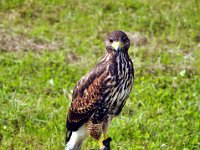 2013098697 Falcon Exhibition - Han Belgium - Sept 28