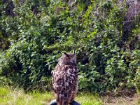 2013098698 Falcon Exhibition - Han Belgium - Sept 28