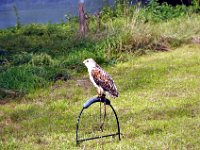 2013098699 Falcon Exhibition - Han Belgium - Sept 28