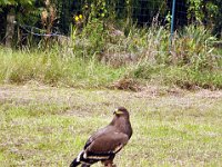 2013098702 Falcon Exhibition - Han Belgium - Sept 28