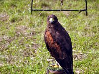 2013098704 Falcon Exhibition - Han Belgium - Sept 28