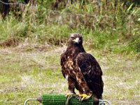 2013098705 Falcon Exhibition - Han Belgium - Sept 28