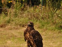 2013098706 Falcon Exhibition - Han Belgium - Sept 28