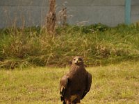 2013098708 Falcon Exhibition - Han Belgium - Sept 28