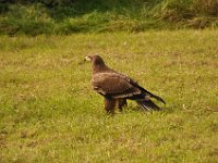 2013098709 Falcon Exhibition - Han Belgium - Sept 28