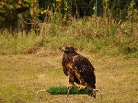 2013098710 Falcon Exhibition - Han Belgium - Sept 28