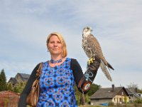 2013098744 Falcon Exhibition - Han Belgium - Sept 28