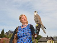 2013098746 Falcon Exhibition - Han Belgium - Sept 28