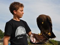 2013098747 Falcon Exhibition - Han Belgium - Sept 28