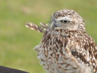 2013098767 Falcon Exhibition - Han Belgium - Sept 28