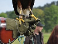 2013098797 Falcon Exhibition - Han Belgium - Sept 28