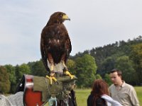 2013098798 Falcon Exhibition - Han Belgium - Sept 28