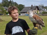 2013098803 Falcon Exhibition - Han Belgium - Sept 28