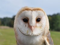 2013098814 Falcon Exhibition - Han Belgium - Sept 28