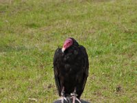 2013098815 Falcon Exhibition - Han Belgium - Sept 28