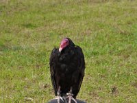 2013098816 Falcon Exhibition - Han Belgium - Sept 28