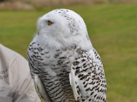 2013098819 Falcon Exhibition - Han Belgium - Sept 28