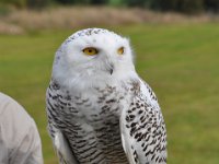 2013098820 Falcon Exhibition - Han Belgium - Sept 28