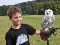 2013098821 Falcon Exhibition - Han Belgium - Sept 28