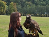 2013098828 Falcon Exhibition - Han Belgium - Sept 28