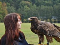 2013098832 Falcon Exhibition - Han Belgium - Sept 28