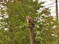 2013098882 Falcon Exhibition - Han Belgium - Sept 28