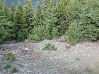 2010076495 Sulpfur Mountain Overlook - Banff Nat Pk - Alberta - Canada  - Jul 28