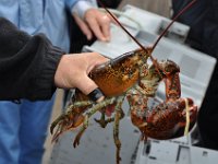 2012069570 Cape Smokey and the Lobster Fishing Industry - Cape Breton Island - Nova Scotia - Jun 25