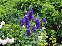 2012070032 Anne of Green Gables Museum - Silver Bush - PEI - Canada - Jun 28