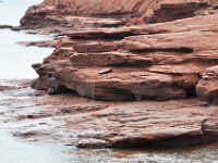 2012069994 Lobster Fishing and Red Rock Beach - near Braddeck - PEI - Canada - Jun 28