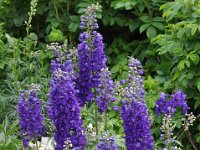 2012070033 Anne of Green Gables Museum - Silver Bush - PEI - Canada - Jun 28