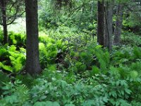 2012070057 Anne of Green Gables Museum - Silver Bush - PEI - Canada - Jun 28