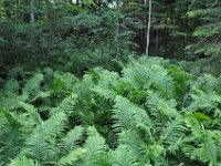 2012070062 Anne of Green Gables Museum - Silver Bush - PEI - Canada - Jun 28