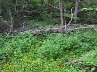 2012070066 Anne of Green Gables Museum - Silver Bush - PEI - Canada - Jun 28