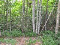 2012070069 Anne of Green Gables Museum - Silver Bush - PEI - Canada - Jun 28