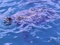 2016060754 Turtle and Wildlife Adventure, Grand Cayman, Cayman Islands (June 9)