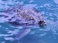 2016060755 Turtle and Wildlife Adventure, Grand Cayman, Cayman Islands (June 9)