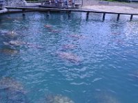 2016060758 Turtle and Wildlife Adventure, Grand Cayman, Cayman Islands (June 9)