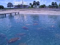2016060759 Turtle and Wildlife Adventure, Grand Cayman, Cayman Islands (June 9)