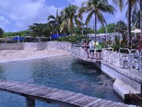 2016060761 Turtle and Wildlife Adventure, Grand Cayman, Cayman Islands (June 9)