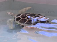 2016060764 Turtle and Wildlife Adventure, Grand Cayman, Cayman Islands (June 9)