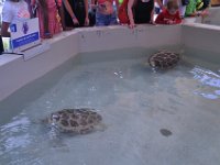2016060765 Turtle and Wildlife Adventure, Grand Cayman, Cayman Islands (June 9)
