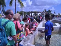 2016060772 Turtle and Wildlife Adventure, Grand Cayman, Cayman Islands (June 9)