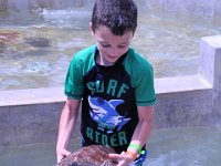 2016060782 Turtle and Wildlife Adventure, Grand Cayman, Cayman Islands (June 9)