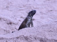 2016060802 Turtle and Wildlife Adventure, Grand Cayman, Cayman Islands (June 9)