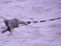 2016060810 Turtle and Wildlife Adventure, Grand Cayman, Cayman Islands (June 9)