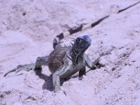 2016060812 Turtle and Wildlife Adventure, Grand Cayman, Cayman Islands (June 9)