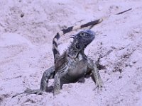 2016060813 Turtle and Wildlife Adventure, Grand Cayman, Cayman Islands (June 9)