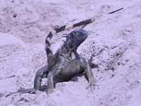 2016060814 Turtle and Wildlife Adventure, Grand Cayman, Cayman Islands (June 9)