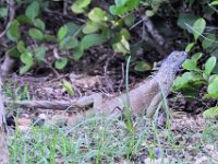 2016060836 Turtle and Wildlife Adventure, Grand Cayman, Cayman Islands (June 9)